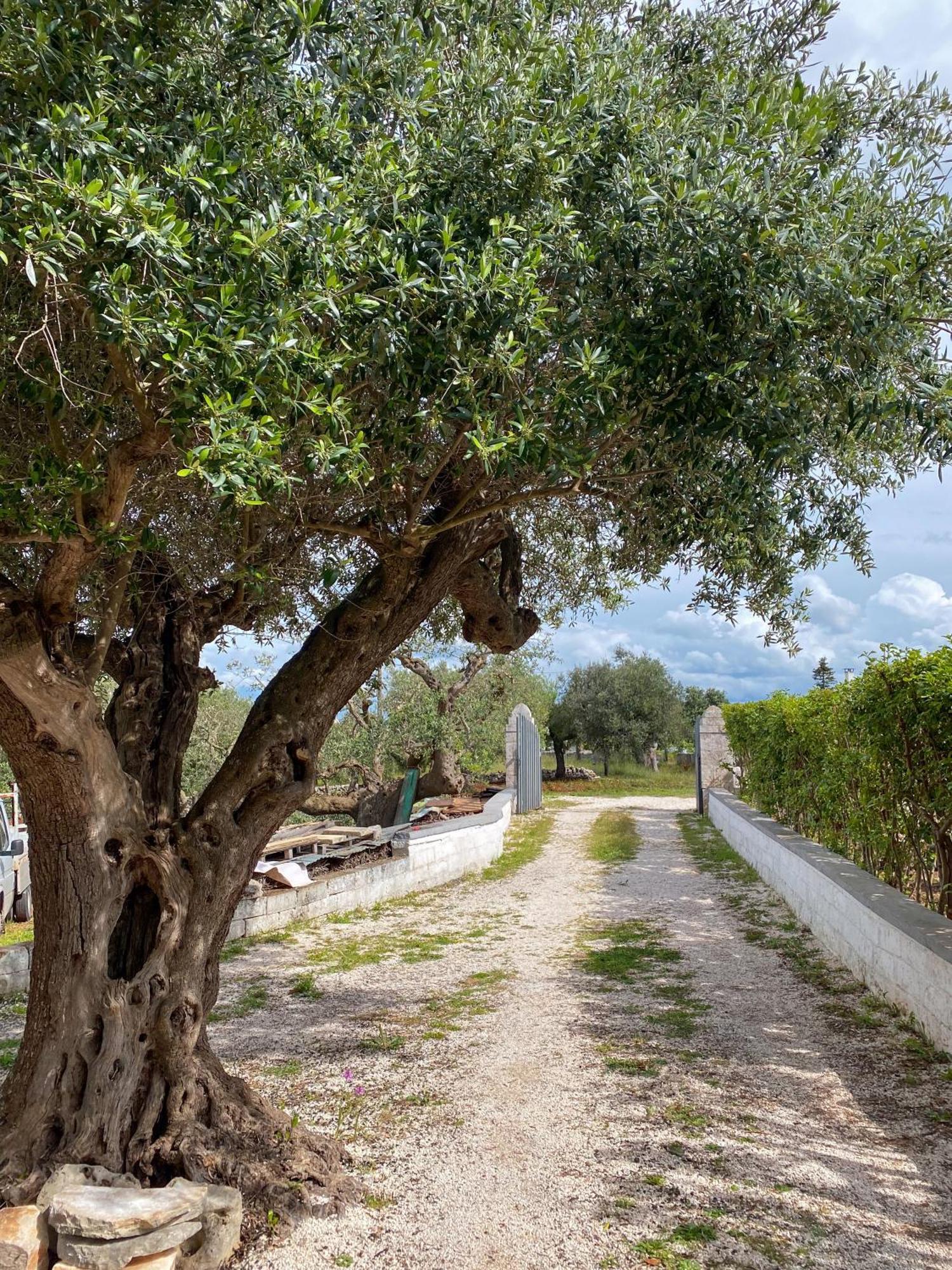 Trullo Pinto Apartment Locorotondo Ngoại thất bức ảnh